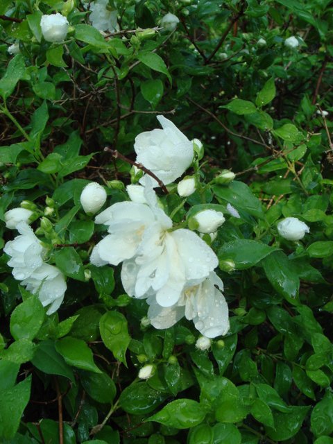 Philadelphus x 'Manteau d'Hermine' fleur P12